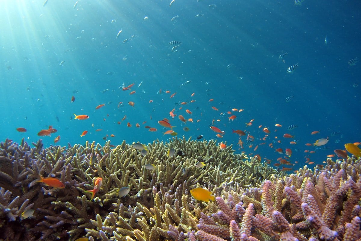 Apo Reef Dive Adventure